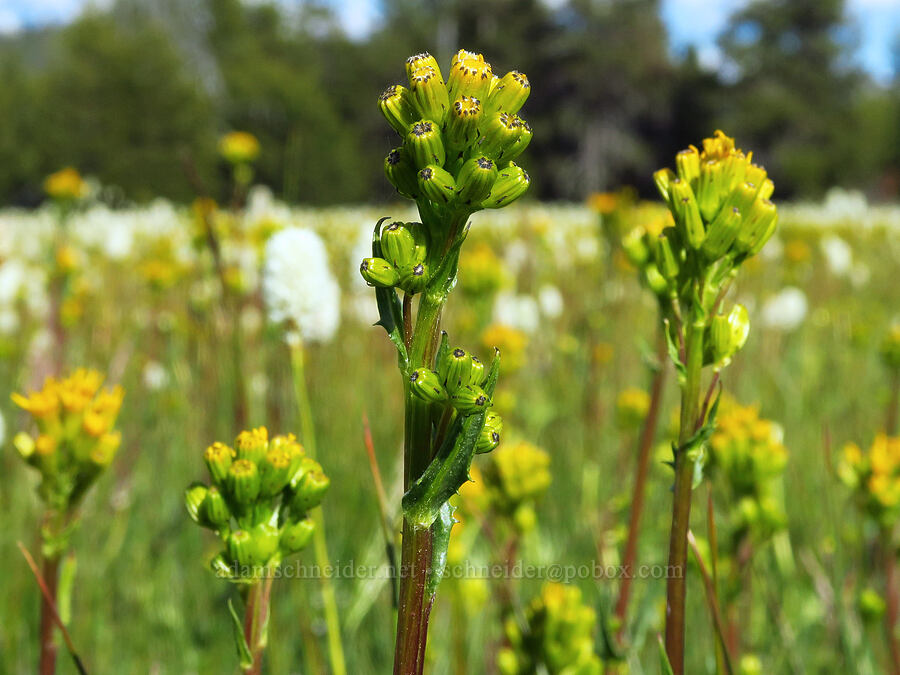 sweet marsh ragwort (tall groundsel) (Senecio hydrophiloides (Senecio foetidus)) [Trail Meadow, Mill Creek Wilderness, Crook County, Oregon]