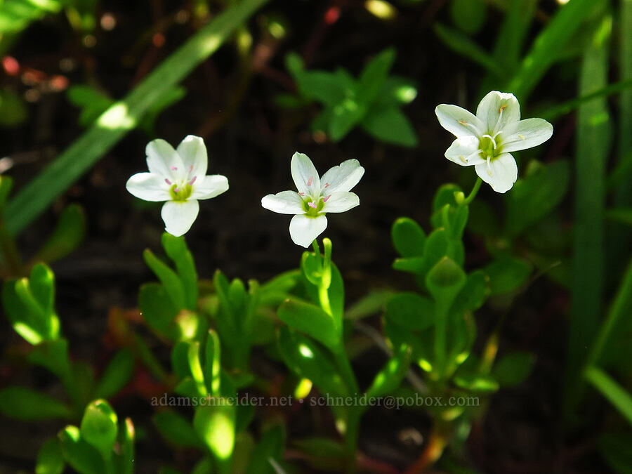 water montia (Montia chamissoi (Claytonia chamissoi)) [Trail Meadow, Mill Creek Wilderness, Crook County, Oregon]