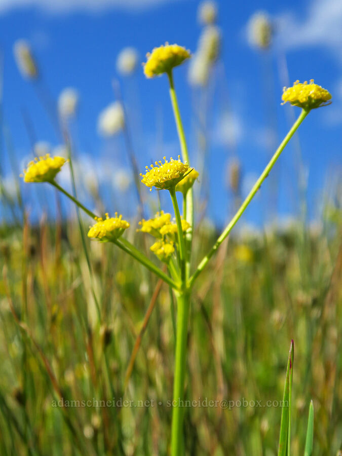 slender-fruited desert parsley (?) (Lomatium leptocarpum (Lomatium bicolor var. leptocarpum)) [Trail Meadow, Mill Creek Wilderness, Crook County, Oregon]