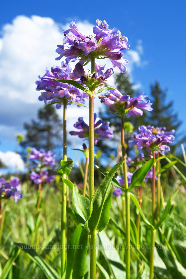 Rydberg's penstemon (Penstemon rydbergii) [Trail Meadow, Mill Creek Wilderness, Crook County, Oregon]