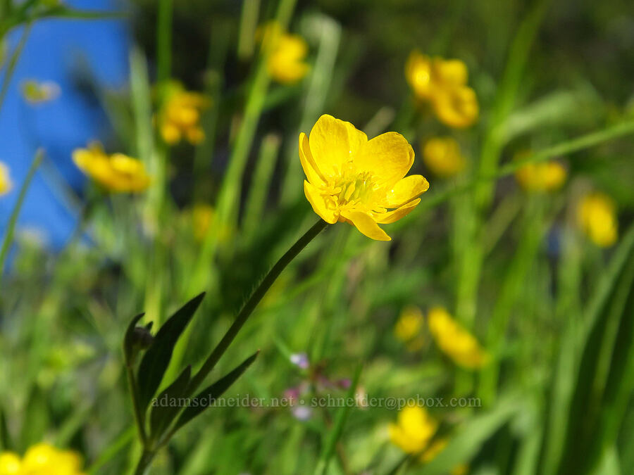 buttercups (Ranunculus sp.) [Trail Meadow, Mill Creek Wilderness, Crook County, Oregon]