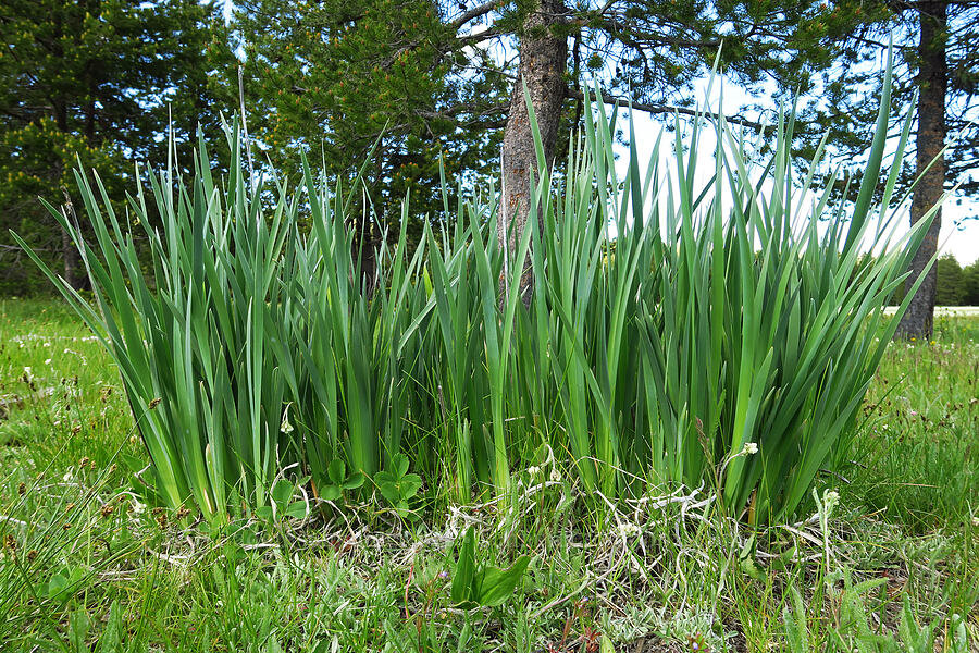 western blue flag iris leaves (Iris missouriensis) [Trail Meadow, Mill Creek Wilderness, Crook County, Oregon]