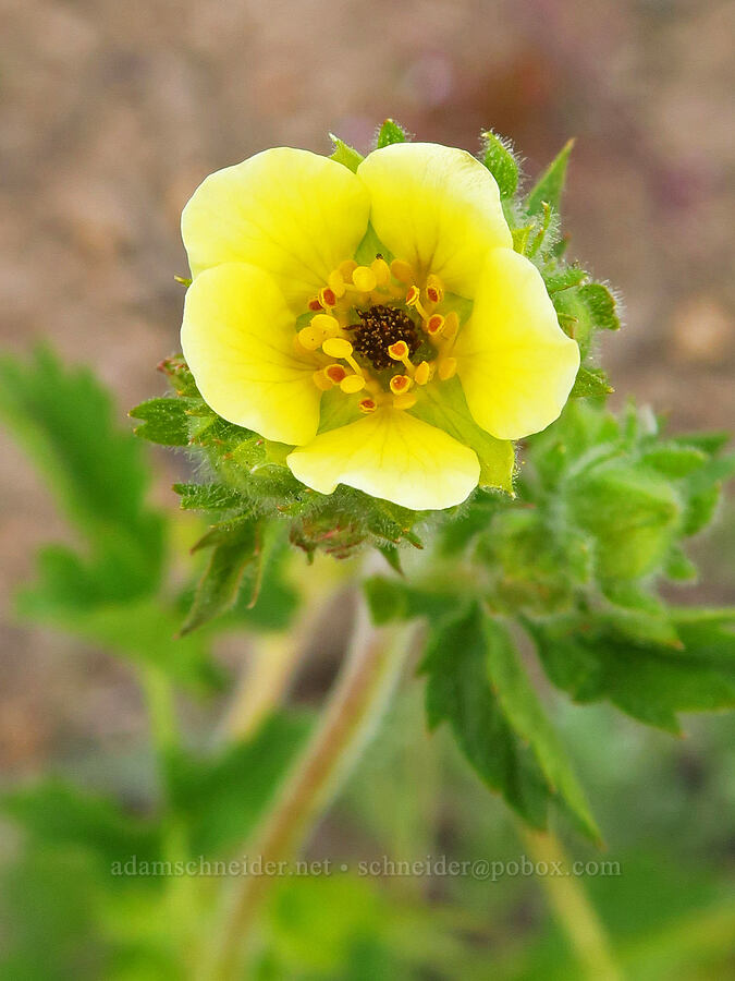 sticky cinquefoil (Drymocallis sp. (Potentilla glandulosa)) [Trail Meadow, Mill Creek Wilderness, Crook County, Oregon]