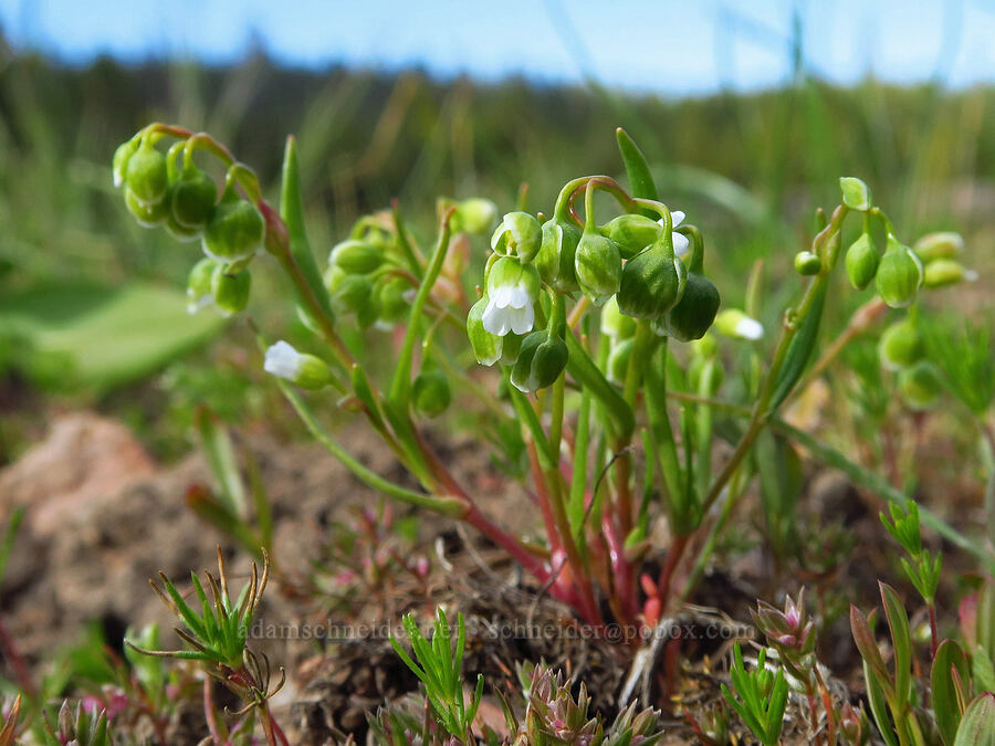 line-leaf montia (Montia linearis (Claytonia linearis)) [Trail Meadow, Mill Creek Wilderness, Crook County, Oregon]