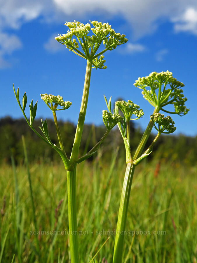 lovage? (Ligusticum sp.) [Trail Meadow, Mill Creek Wilderness, Crook County, Oregon]