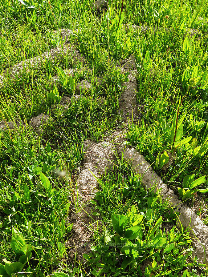 gopher eskers [Trail Meadow, Mill Creek Wilderness, Crook County, Oregon]