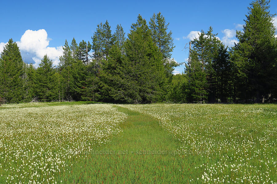 Trail Meadow [Trail Meadow, Mill Creek Wilderness, Crook County, Oregon]