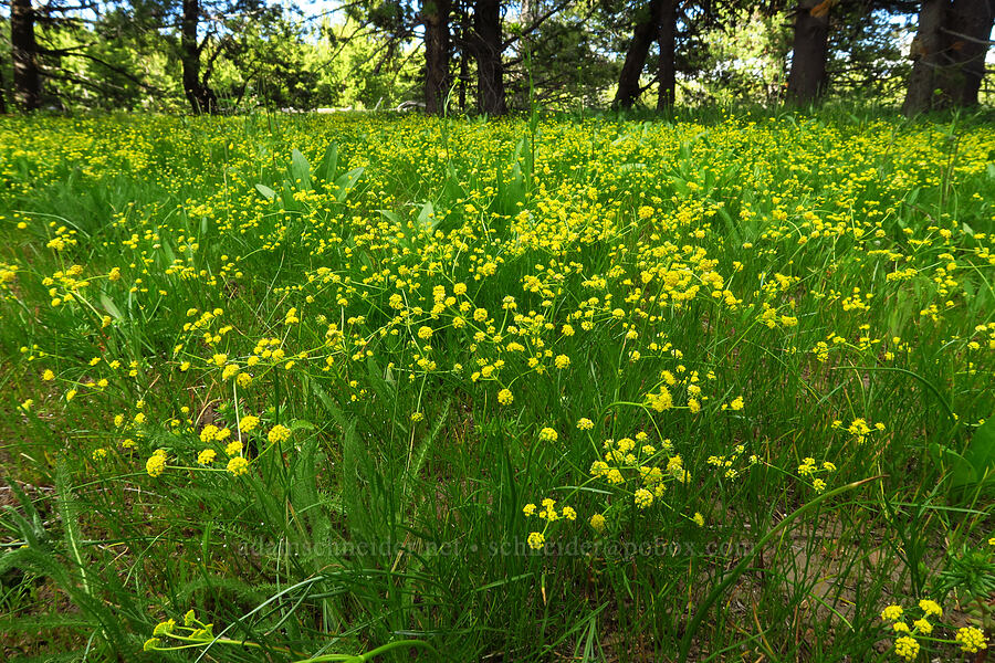 desert parsley (which?) (Lomatium sp.) [Trail Meadow, Mill Creek Wilderness, Crook County, Oregon]