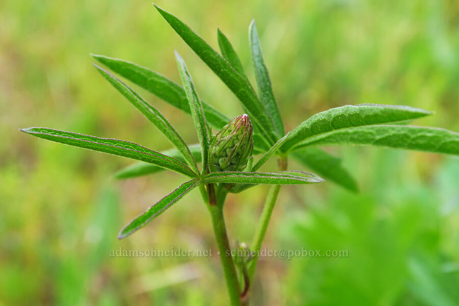 Oregon checker-mallow, budding (Sidalcea oregana) [Trail Meadow, Mill Creek Wilderness, Crook County, Oregon]