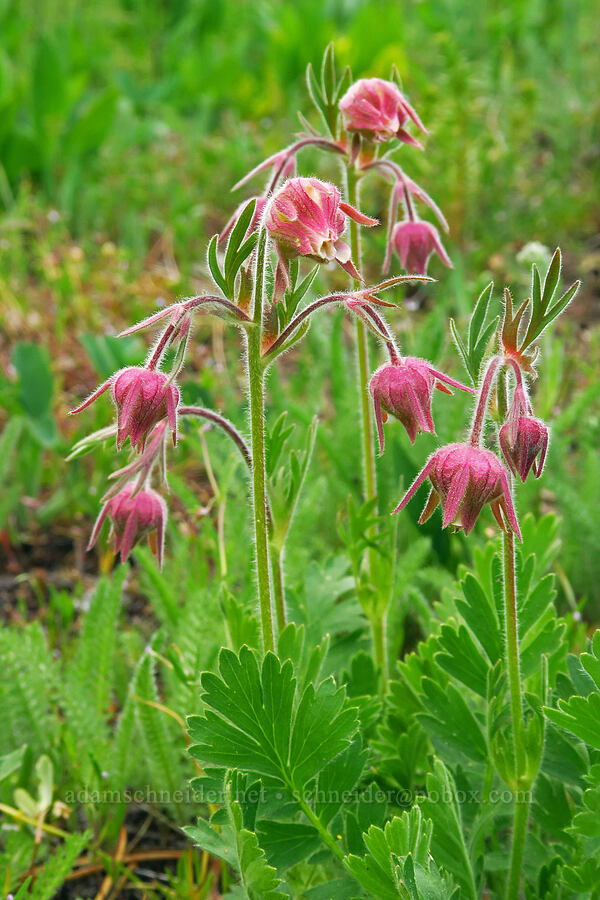 prairie smoke (Geum triflorum) [Trail Meadow, Mill Creek Wilderness, Crook County, Oregon]