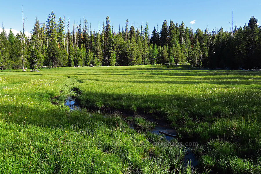 Moccasin Prairie [Moccasin Prairie, Ochoco National Forest, Crook County, Oregon]