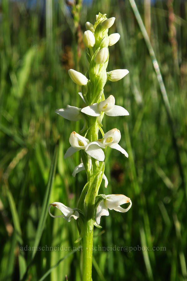 white bog orchid (Platanthera dilatata (Habenaria dilatata) (Piperia dilatata)) [Moccasin Prairie, Mill Creek Wilderness, Crook County, Oregon]