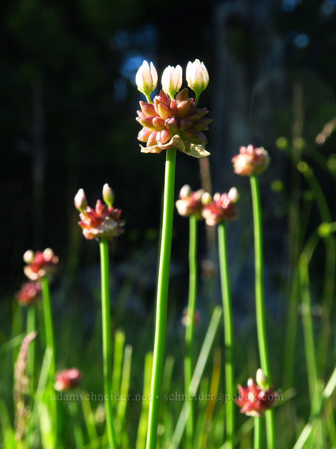 bulbil onions (Allium geyeri var. tenerum) [Moccasin Prairie, Mill Creek Wilderness, Crook County, Oregon]