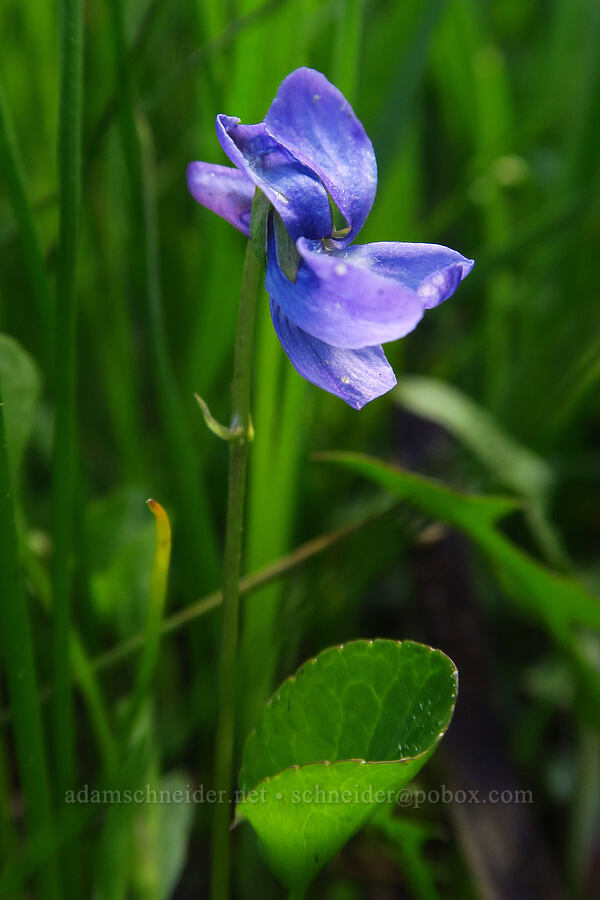 early blue violet (Viola adunca) [Moccasin Prairie, Mill Creek Wilderness, Crook County, Oregon]