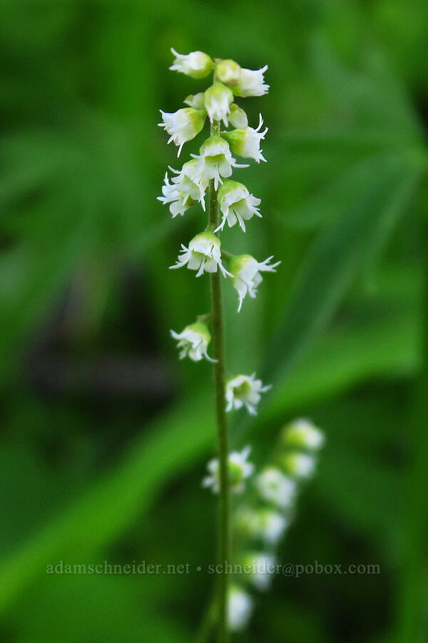 three-parted mitrewort (Ozomelis trifida (Mitella trifida)) [Whistler Point, Mill Creek Wilderness, Crook County, Oregon]