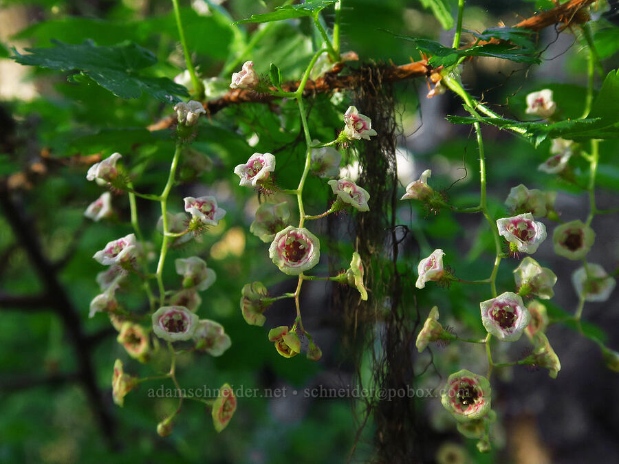 prickly currant flowers (Ribes lacustre) [Whistler Point, Mill Creek Wilderness, Crook County, Oregon]