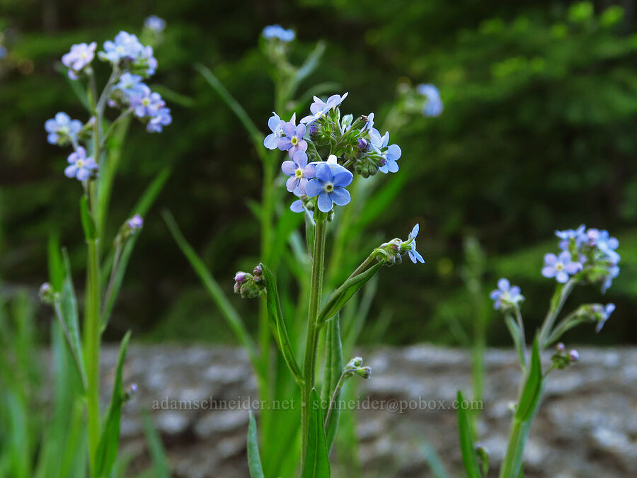 blue stick-seed (Hackelia micrantha (Hackelia jessicae)) [Whistler Point, Mill Creek Wilderness, Crook County, Oregon]