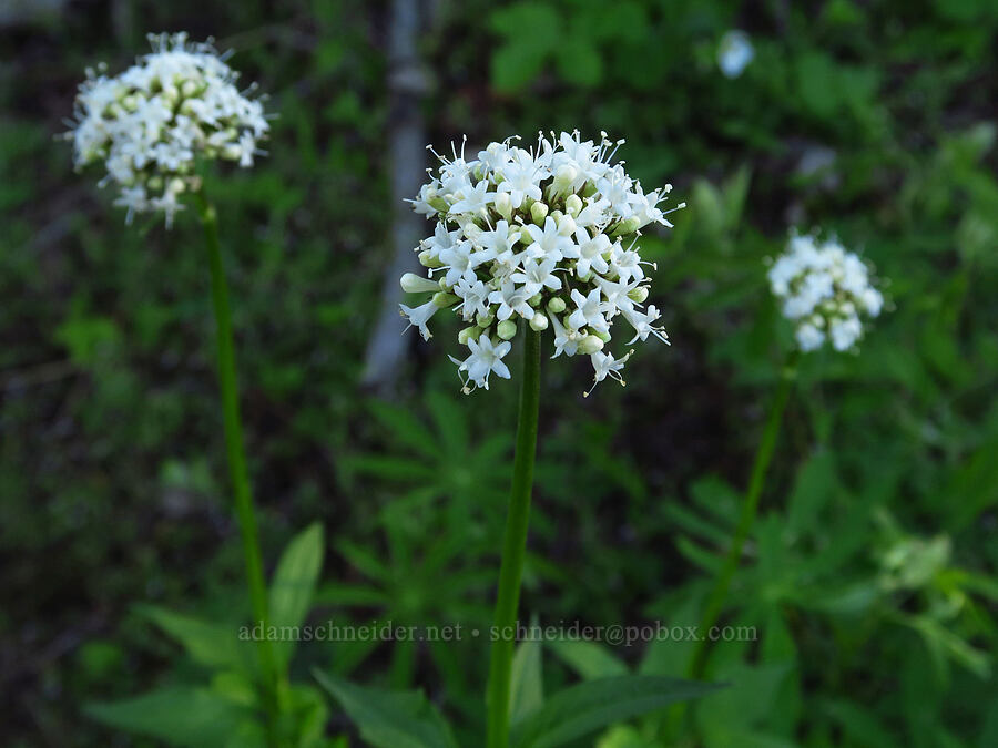 Sitka valerian (Valeriana sitchensis) [Whistler Point, Mill Creek Wilderness, Crook County, Oregon]