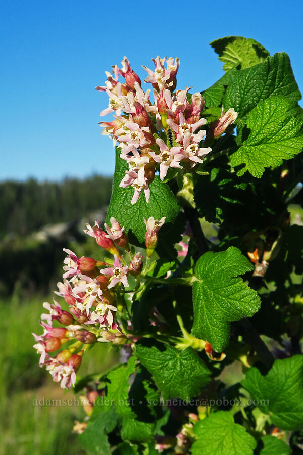 sticky currant (Ribes viscosissimum) [Whistler Point, Mill Creek Wilderness, Crook County, Oregon]