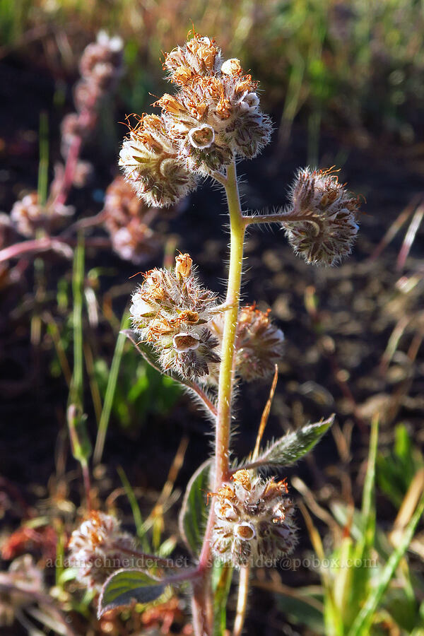 phacelia with purple flowers (Phacelia sp.) [Whistler Point, Mill Creek Wilderness, Crook County, Oregon]