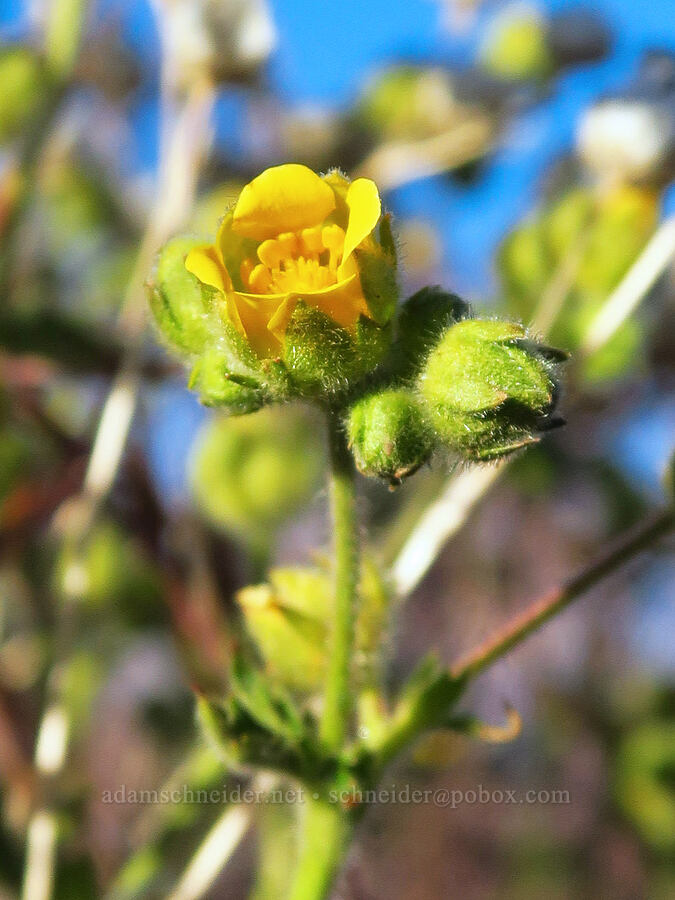 John Day cinquefoil (Drymocallis campanulata (Potentilla glandulosa var. campanulata)) [Whistler Point, Mill Creek Wilderness, Crook County, Oregon]