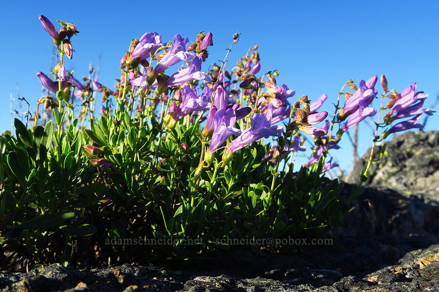 shrubby penstemon (Penstemon fruticosus) [Whistler Point, Mill Creek Wilderness, Crook County, Oregon]