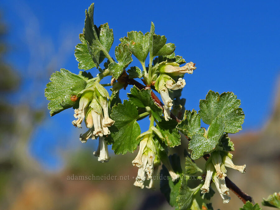 wax currant (Ribes cereum) [Whistler Point, Mill Creek Wilderness, Crook County, Oregon]