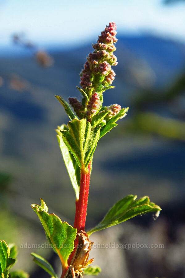 ocean-spray, budding (Holodiscus sp.) [Whistler Point, Mill Creek Wilderness, Crook County, Oregon]