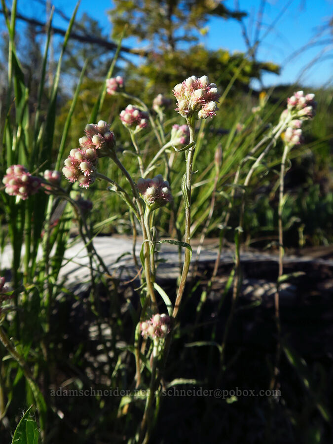 rosy pussy-toes (Antennaria rosea (Antennaria microphylla)) [Whistler Point, Mill Creek Wilderness, Crook County, Oregon]