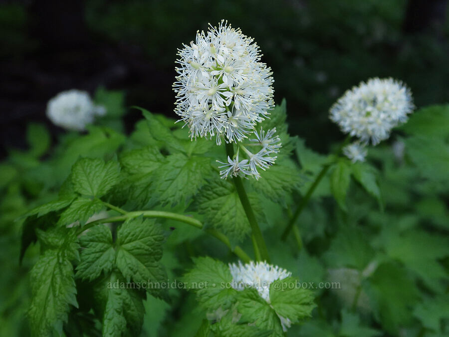 baneberry (Actaea rubra) [Forest Road 27, Ochoco National Forest, Crook County, Oregon]