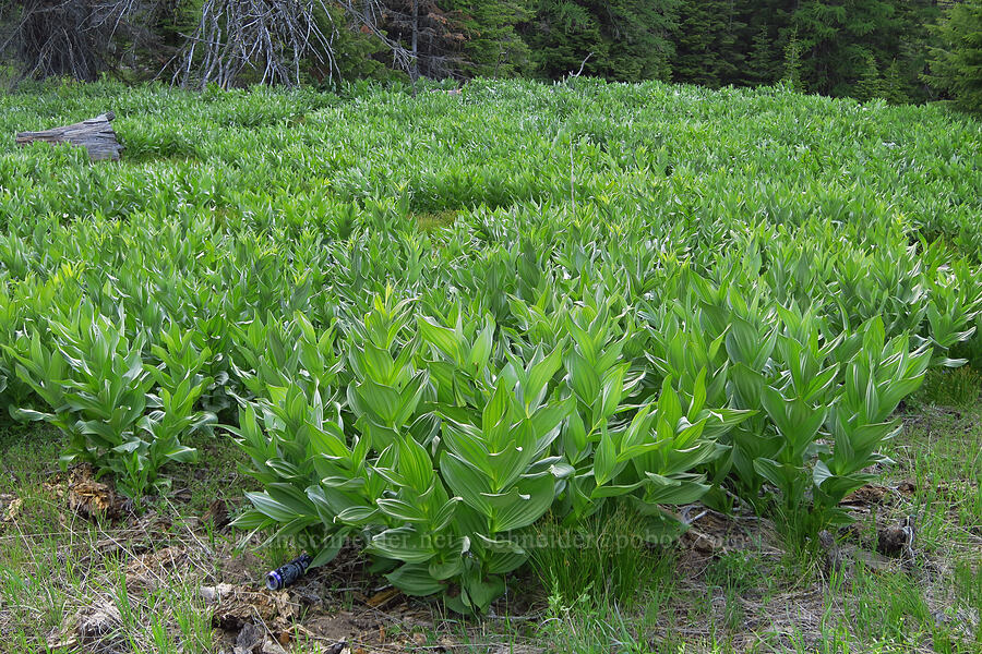 field of California corn lilies (Veratrum californicum) [Forest Road 27, Ochoco National Forest, Crook County, Oregon]