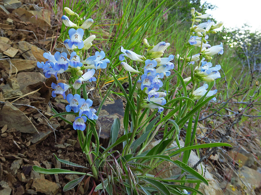 pale showy penstemon (Penstemon speciosus) [Forest Road 27, Ochoco National Forest, Crook County, Oregon]