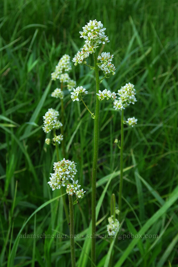 Oregon saxifrage (Micranthes oregana (Saxifraga oregana)) [Forest Road 27, Ochoco National Forest, Crook County, Oregon]