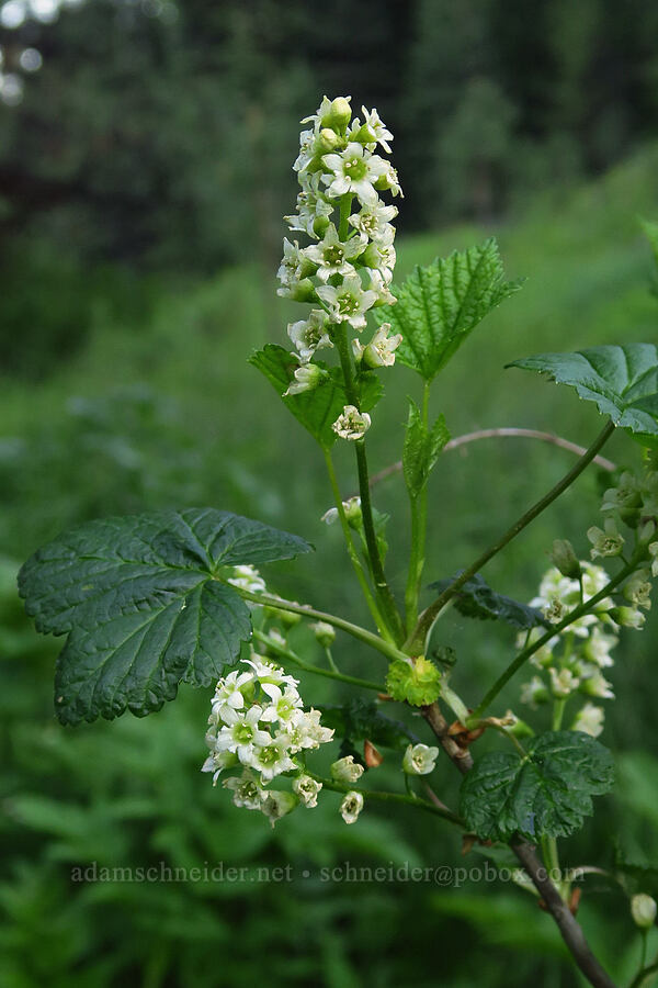 northern black currant (Ribes hudsonianum) [Forest Road 27, Ochoco National Forest, Crook County, Oregon]