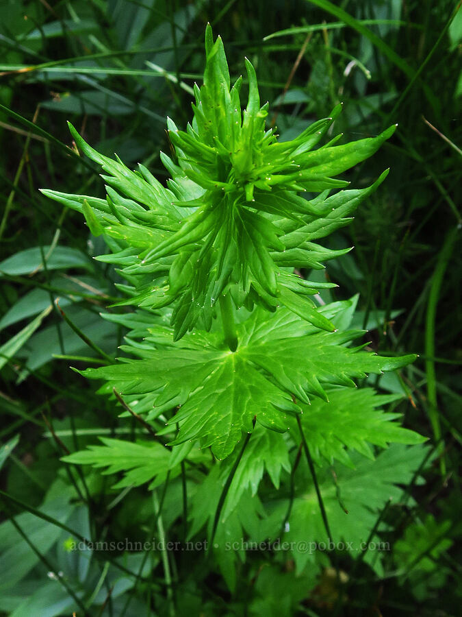 monkshood leaves (Aconitum columbianum) [Forest Road 27, Ochoco National Forest, Crook County, Oregon]