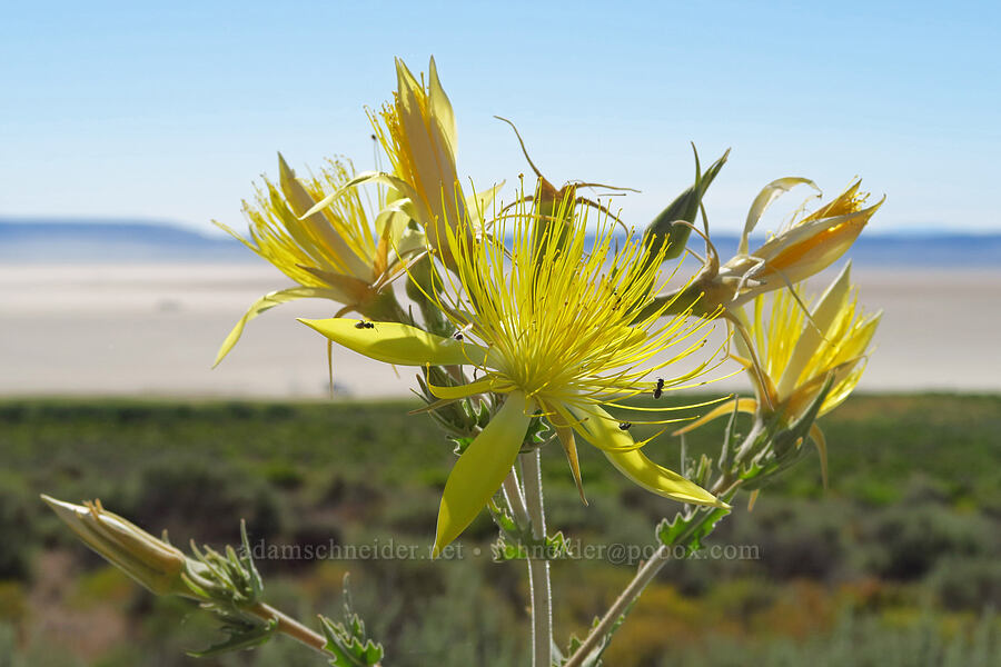 giant blazing-star (Mentzelia laevicaulis) [Fields-Folly Farm Road, Harney County, Oregon]