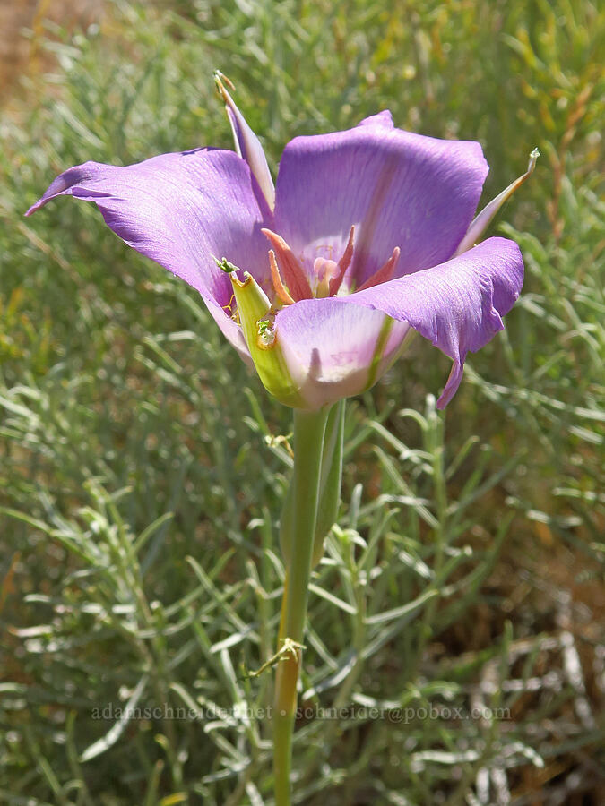 sagebrush mariposa lily (Calochortus macrocarpus) [Pike Creek Trail, Harney County, Oregon]