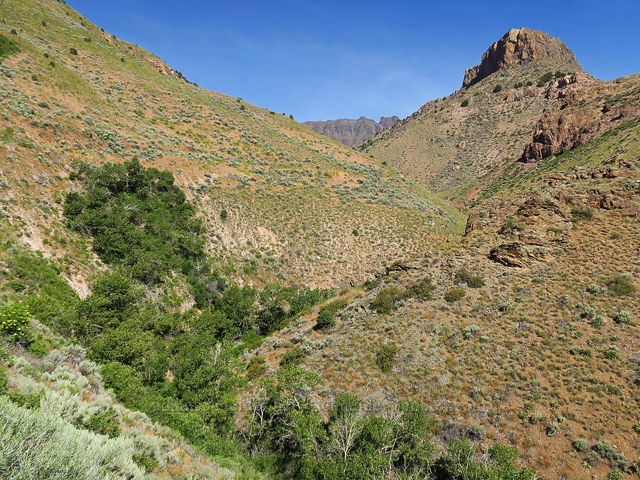 Pike Creek Canyon [Pike Creek Trail, Harney County, Oregon]