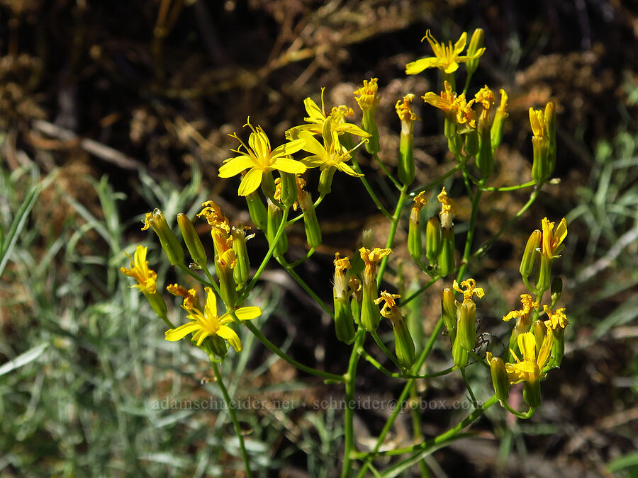 taper-tip hawksbeard (Crepis acuminata) [Pike Creek Trail, Harney County, Oregon]