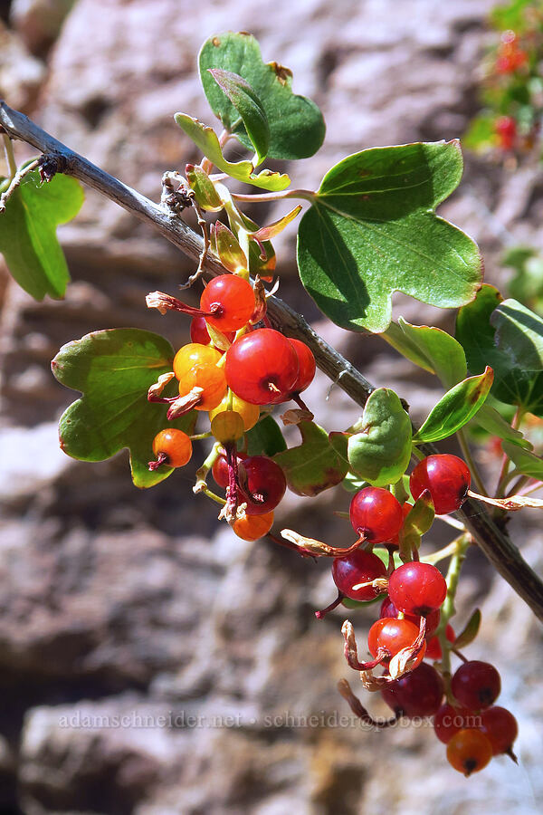 golden currant berries (Ribes aureum) [Pike Creek Trail, Harney County, Oregon]