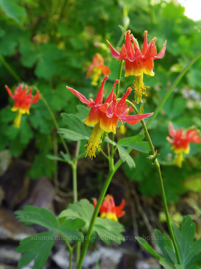 western columbine (Aquilegia formosa) [Pike Creek Trail, Harney County, Oregon]