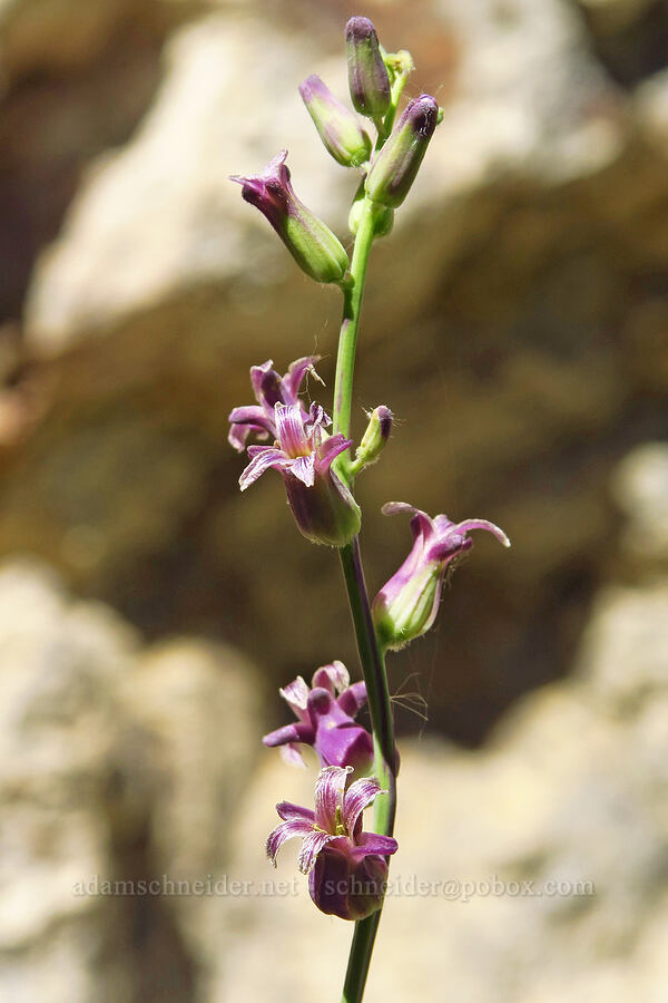 Nevada jewel-flower (Caulanthus major) [Pike Creek Trail, Harney County, Oregon]