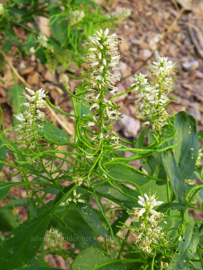 cut-leaf thelypody (Thelypodium laciniatum) [Pike Creek Trail, Harney County, Oregon]