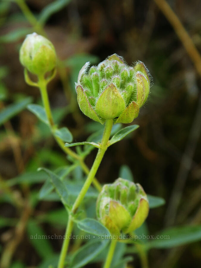 coyote mint, budding (Monardella odoratissima) [Pike Creek Trail, Harney County, Oregon]