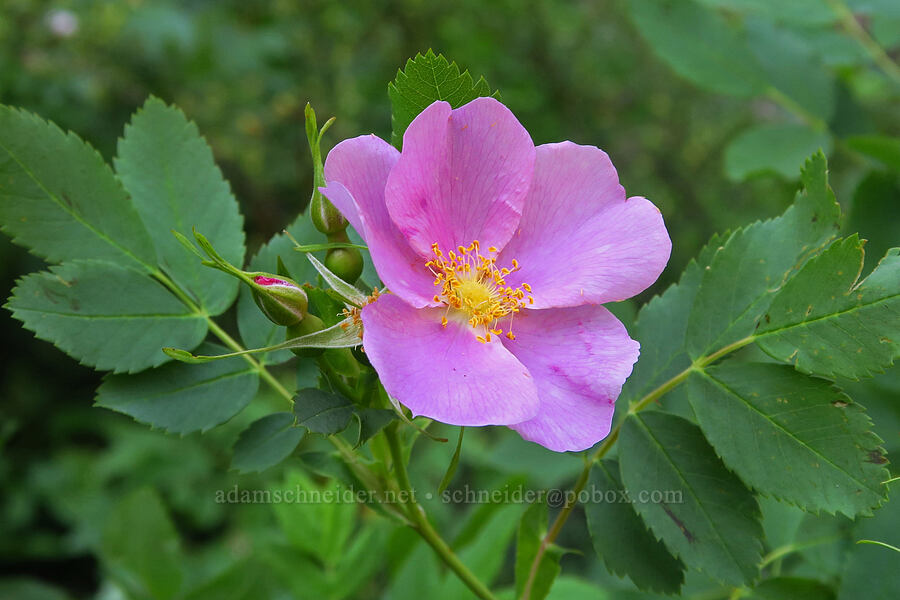 Woods' rose (Rosa woodsii) [Pike Creek Trail, Harney County, Oregon]