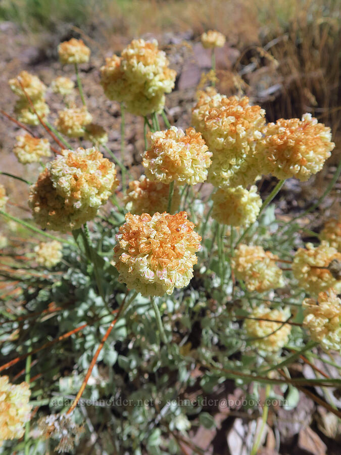 cushion buckwheat (Eriogonum ovalifolium var. purpureum) [Pike Creek Trail, Steens Mountain Wilderness, Harney County, Oregon]