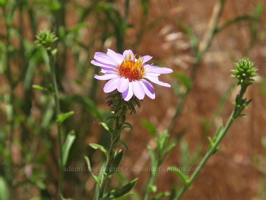 hoary tansy-aster (Dieteria canescens (Machaeranthera canescens)) [Pike Creek Trail, Steens Mountain Wilderness, Harney County, Oregon]