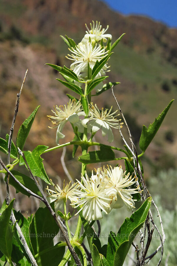 western clematis (virgin's-bower) (Clematis ligusticifolia) [Pike Creek Trail, Steens Mountain Wilderness, Harney County, Oregon]