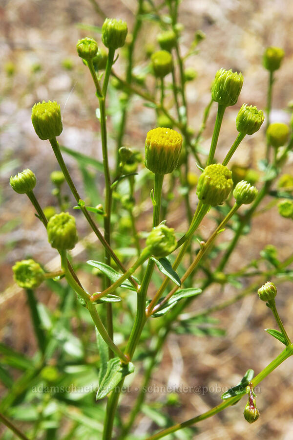 California rayless fleabane (Erigeron inornatus var. inornatus) [Pike Creek Trail, Steens Mountain Wilderness, Harney County, Oregon]