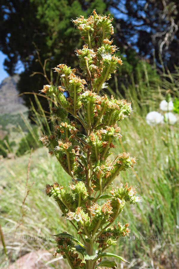 virgate phacelia (Phacelia heterophylla ssp. virgata) [Pike Creek Trail, Steens Mountain Wilderness, Harney County, Oregon]